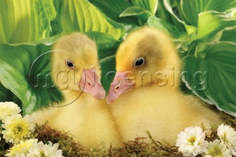  Two ducks EA532A