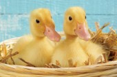 Two ducks in nest (EA516)