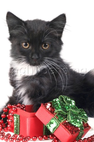 Black cat and green ribbon C522