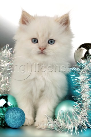 White cat with blue balls C525