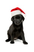 Black Labrador with hat (C527)
