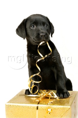 Black Labrador with gold ribbon C528