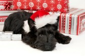 Black Terrier and hat (C535)