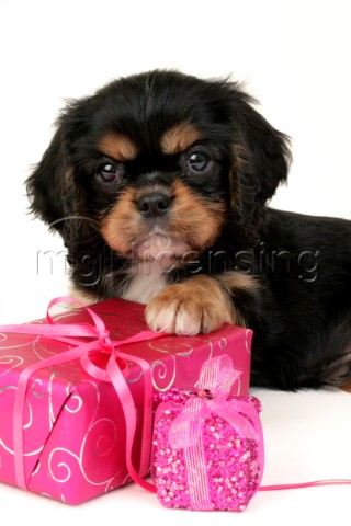 Puppy with pink present C539