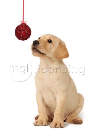 Labrador with tinsel ball C547