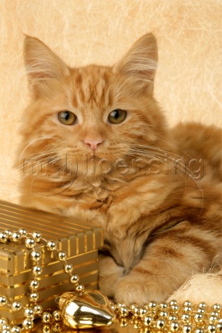 Cat with gold beads C551