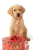 Labrador with red ribbon (C553)