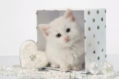 White cat in white box (C556)