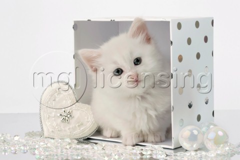 White cat in white box C556