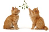 Two cats with mistletoe (C557)