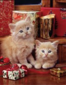 Two ginger cats (A233)