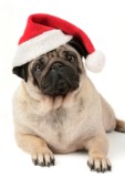 Pug with hat (C571)