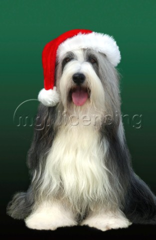 Dog with Christmas hat C505