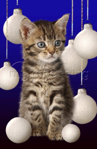 Cat and Christmas balls C504