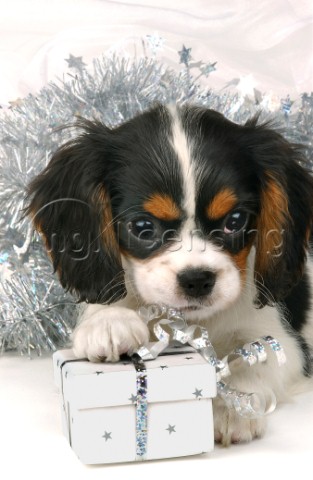Dog with box and tinsel C516