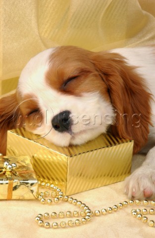 Sleeping dog on box C517