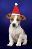 Jack Russell with hat (C518)