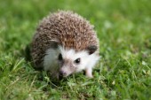 Hedgehog on lawn (WL503)