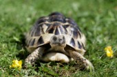 Turtle on lawn (R102)