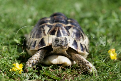 Turtle on lawn R102