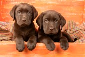 Two chocolate Labradors (DP586)