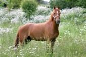 Horse in field (H127)