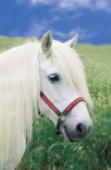 White pony (A110)