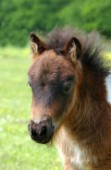 Brown baby pony (H107)