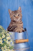 Cat in metal bucket (A111)