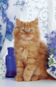 Ginger cat (A119)