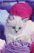 Kitten with wool balls (A140)