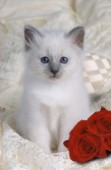 Kitten and rose (A141)