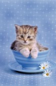 Kitten in cup (A146)