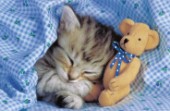 Kitten and teddy bear (A147)