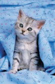Kitten under cover (A168)