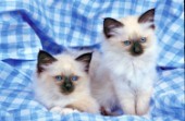 Two kittens (A173)
