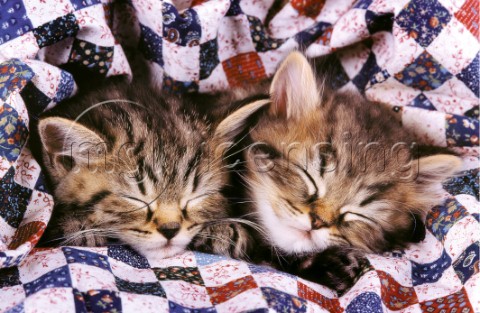 Two kittens asleep A183