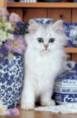 White kitten with china (A187)