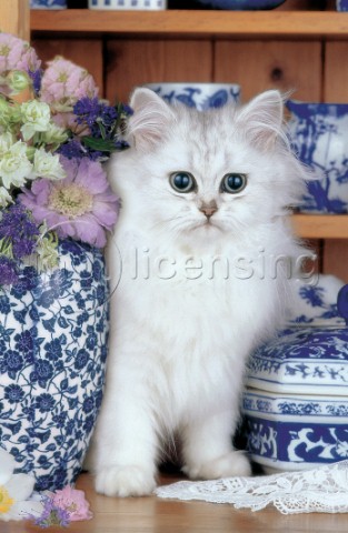 White kitten with china A187