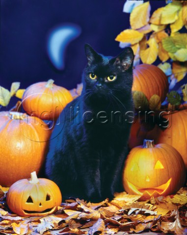 Halloween cat A228