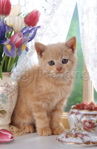 Kitten and tulips A262