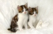 Kittens on bed (A282)