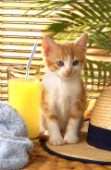 Kitten and orange (A291)