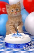 Birthday cat (CK198)