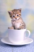 Kitten in cup (CK126)