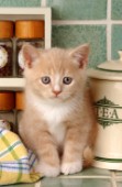 Kitten in kitchen (CK180)