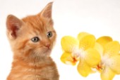 Kitten and flower (CK216)