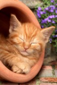Kitten in pot (CK219)