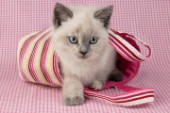 Kitten in bag (CK234)