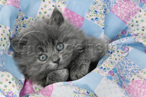 Kitten in quilt CK254